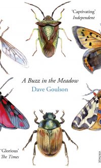 A Buzz in the Meadow